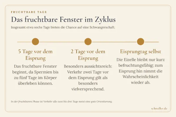 Zeitstrahl zum fruchtbaren Fenster von fünf Tagen vor dem Eisprung über zwei Tage davor bis zum Eisprungtag selbst.