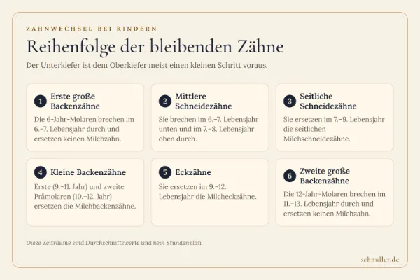 Übersicht zur Reihenfolge und den typischen Durchbruchszeiten der bleibenden Zähne im 6. bis 13. Lebensjahr.